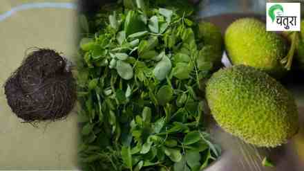 Cultivating Wild Vegetables, Cultivating Wild Vegetables on terrace, kurdu, Moringa, terrace farming, wild vegetable farming on Terrace, chatura article,