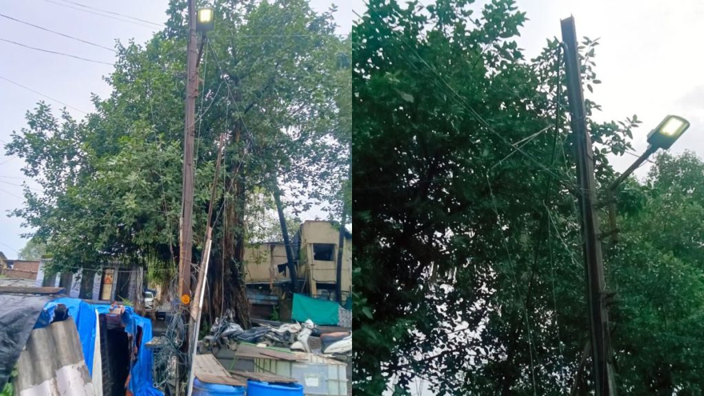 Seven cow and Buffaloes died due to lightning in Pisvali near Dombivli