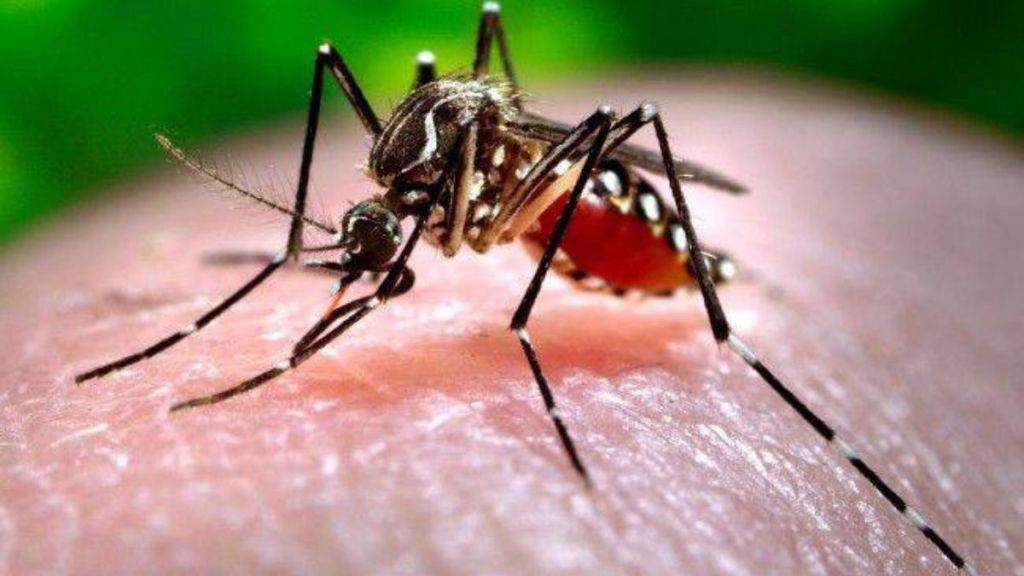 Chikungunya and dengue outbreaks in Nagpur struggling for sanitation rating Chikungunya and dengue outbreaks in Nagpur struggling for sanitation rating