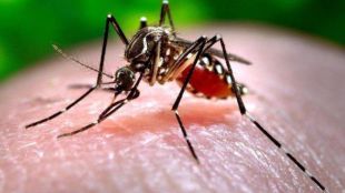 Chikungunya and dengue outbreaks in Nagpur struggling for sanitation rating
