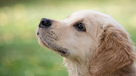 Unnatural abuse, dog, abuse,