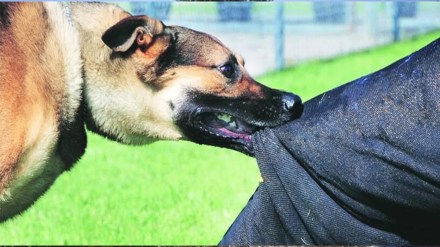 mumbai reports 3 thousand dog bite incidents in three years