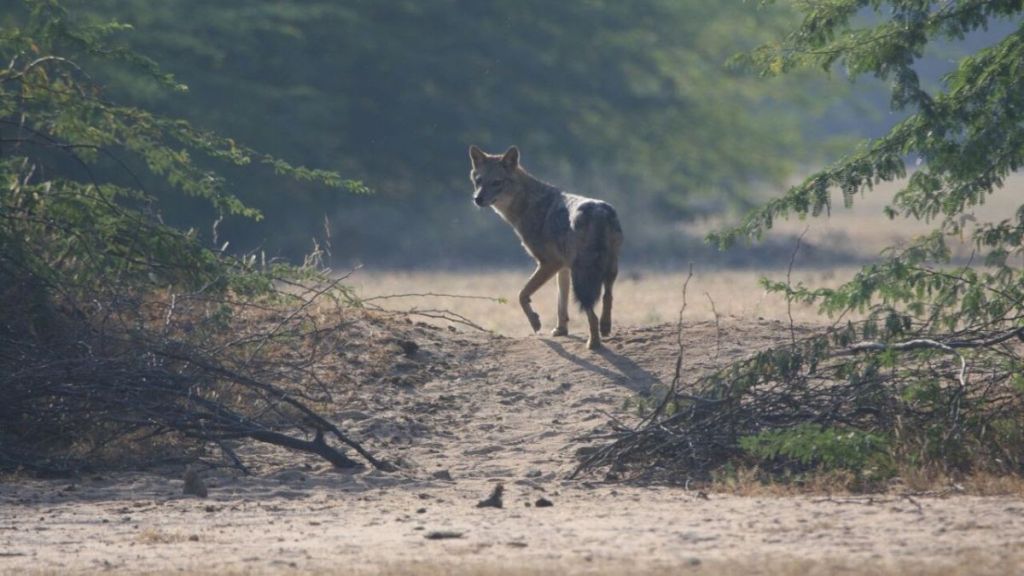 Sighting of golden fox in Kandivali