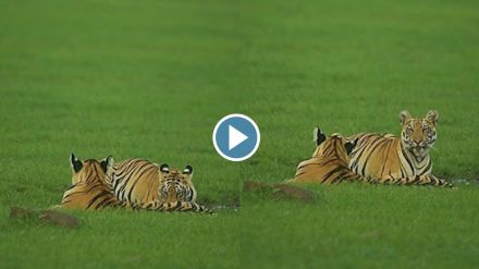 calves of Tadobas empress Kuwani enjoyed the greenness of the first rains calves of Tadobas empress Kuwani enjoyed the greenness of the first rains