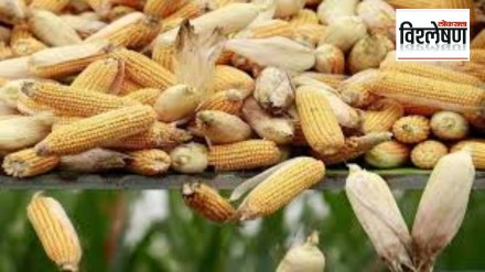 Loksatta explained Shortage of maize in market committees across the country