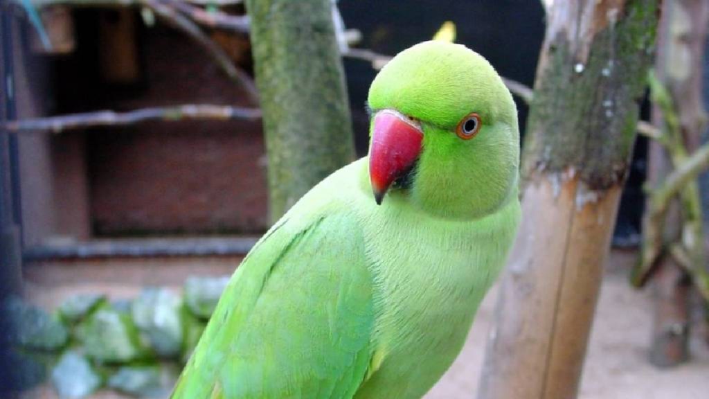 pune, pune Forest Department, PETA Rescue Parrots, Rescue Parrots from Aundh, PETA, Legal Action Taken, parrot news, pune, pune Forest Department, PETA Rescue Parrots, Rescue Parrots from Aundh, PETA, Legal Action Taken, parrot news,