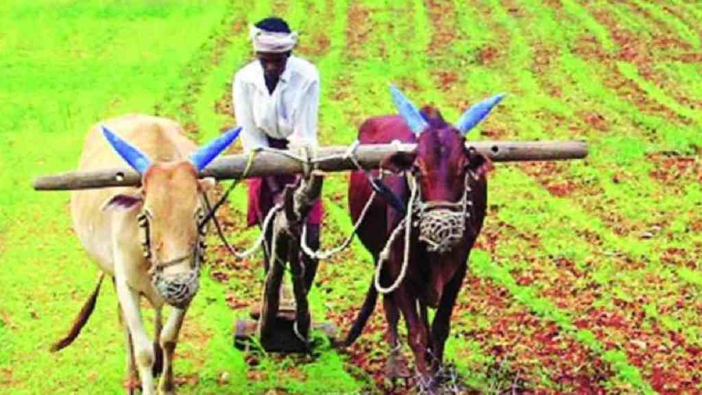 In Malegaon taluka government was defrauded by showing fake crop insurance in 500 hectares area