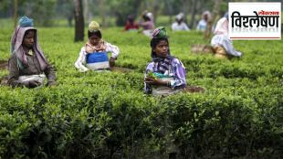 tea cost hike
