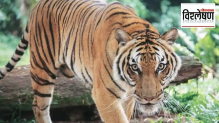 Why do most deaths in tiger attacks occur in Maharashtra