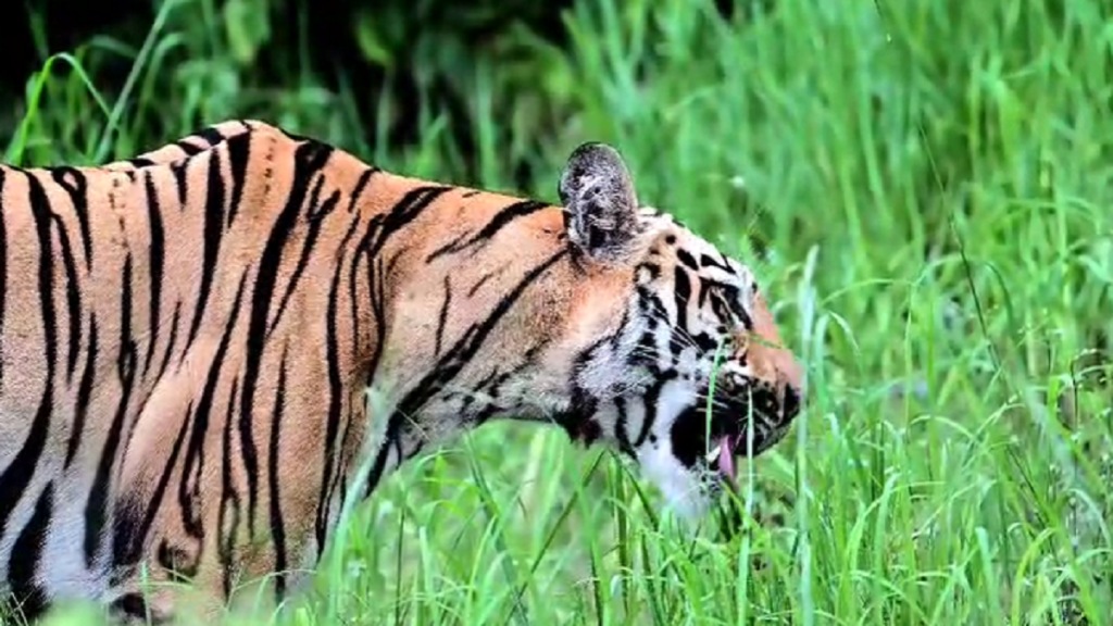 tiger eat grass, Palasgaon buffer zone, tiger eat grass, Palasgaon buffer zone,