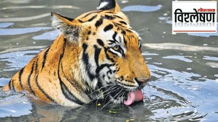tigers population rising in india