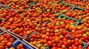 Tomato Rate Today In Maharashtra