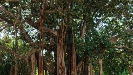 tree authority proposal for replantation of controversial trees on gangapur road