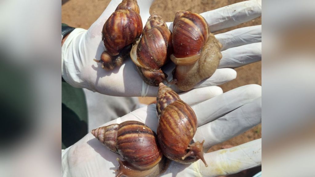 African Giant Snail which is causing havoc all over the world was found in Brahmapuri African Giant Snail which is causing havoc all over the world was found in Brahmapuri