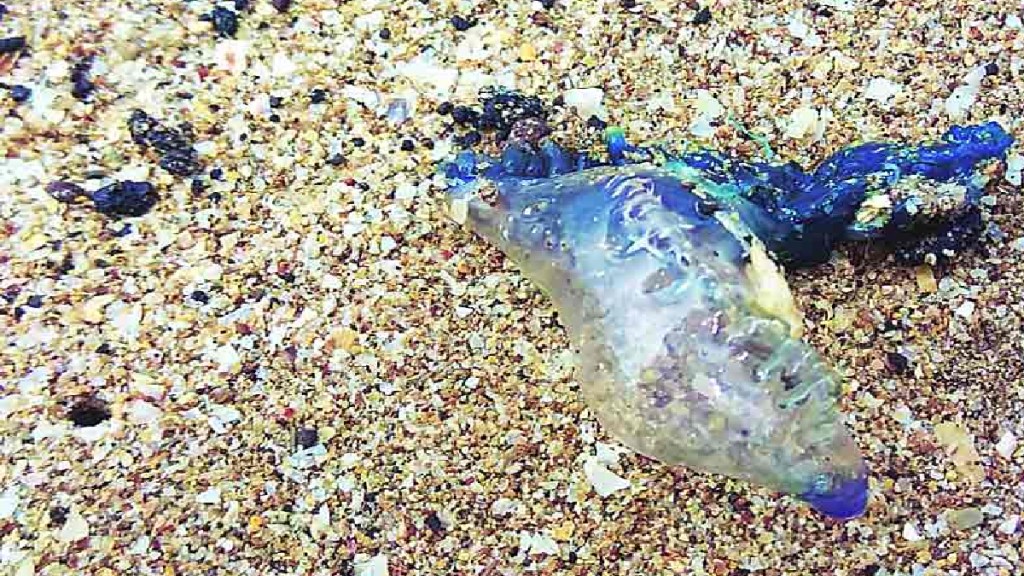 blue Bottle Jellyfish at Girgaon Chowpatty Mumbai news blue Bottle Jellyfish at Girgaon Chowpatty Mumbai news