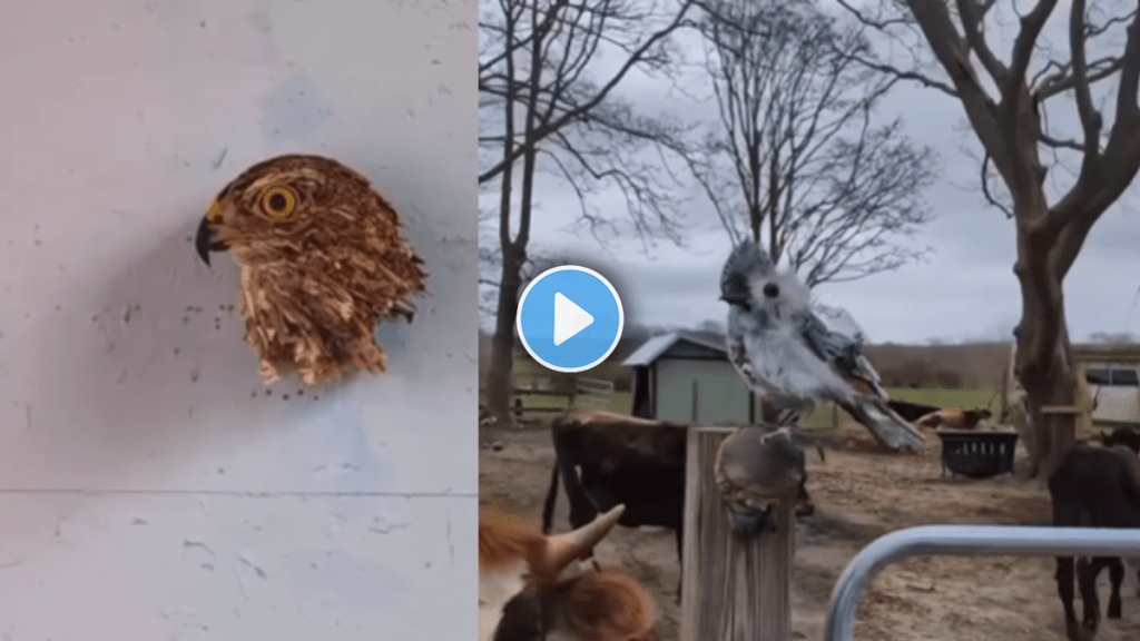 Can yo see Bird in Viral video See this magical Optical illusion
