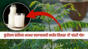 Growing Curry Leaves