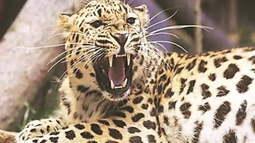 near ashram school in Nandurbar school boy killed in leopard attack