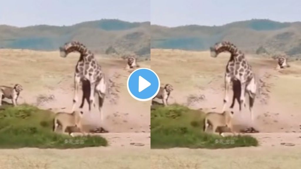Lions attack giraffe