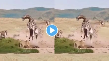 Lions attack giraffe