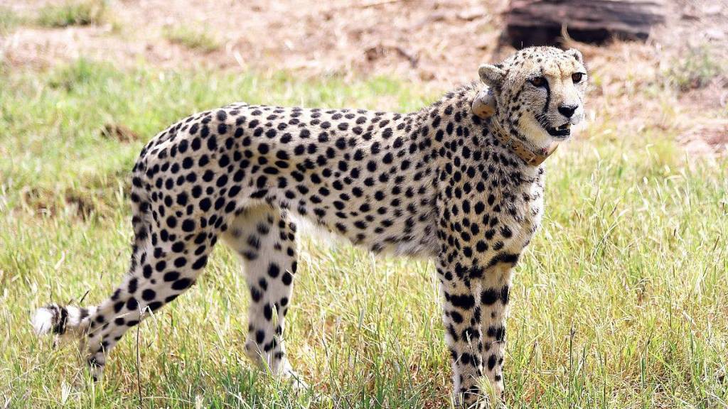 Namibian cheetah Pawan died