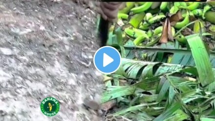 Farmers be careful while working in farms during rainy season a snake was hiding under the gras banana farm see the thrilling shocking video
