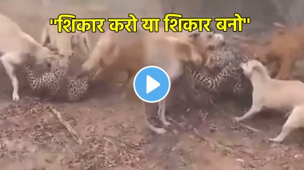 Leopard and dog Fight Dogs Fight With Leopard See Who Will Win In The War Animal shocking Video