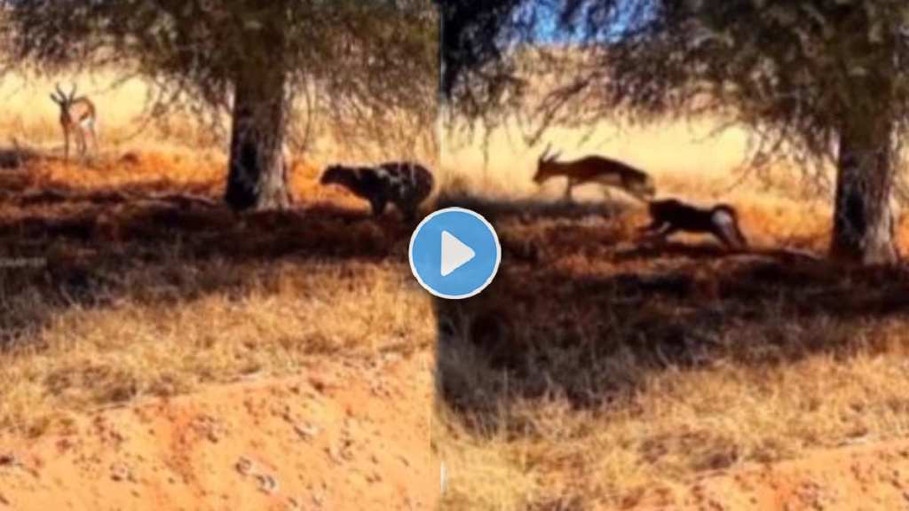 leopard fought to hunt the deer leopard fought to hunt the deer
