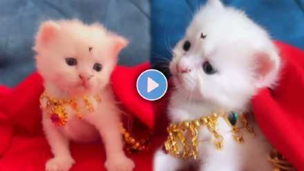 A cat's Marathmola look on the song Gulabi Saree