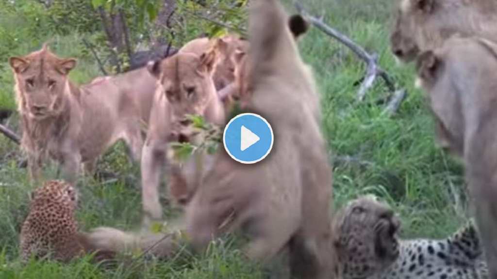 12 lions chased the leopard 12 lions chased the leopard