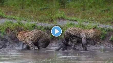 Leopard funny video Leopard funny video