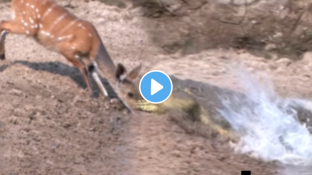 Animal fight video deer vs crocodile video