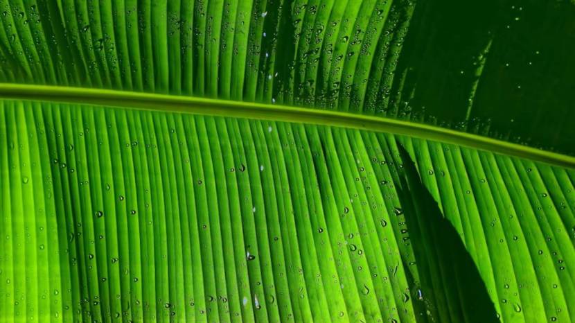 How Is Eating Food On Bananas Leaves Good For Health 