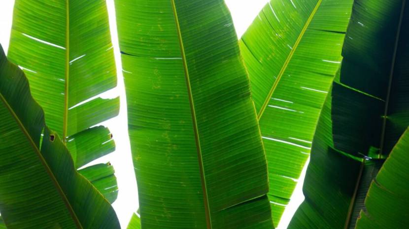 How Is Eating Food On Bananas Leaves Good For Health