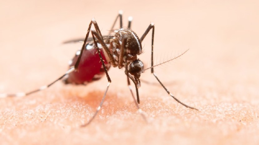 malaria causes symptoms and precautions in marathi