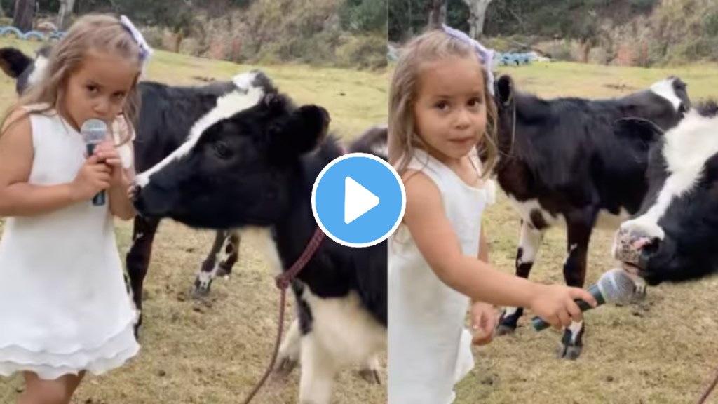 Funny video little girl interviewed a cow see how cow responded video goes viral Funny video little girl interviewed a cow see how cow responded video goes viral