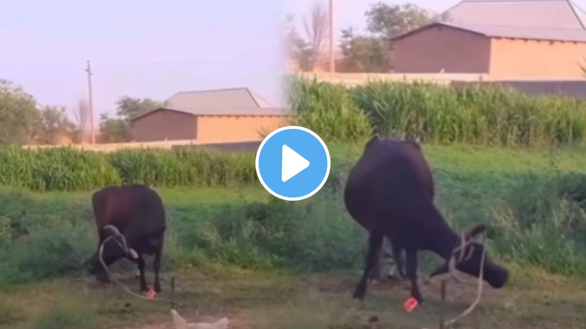 Cow smartness video viral You will be amazed by the cow's intelligence ...
