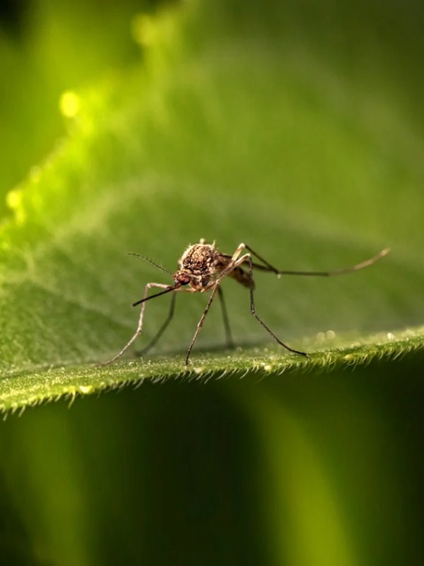 Protect Yourself From Mosquitoes