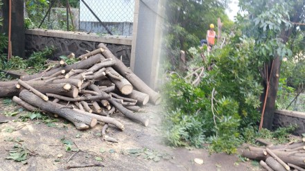 marathi news, pune maha metro, pimpari, trees chopped