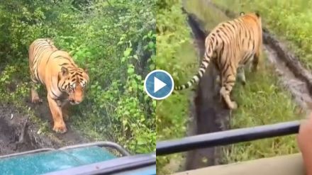try to blocking the path of the tiger in Tadoba try to blocking the path of the tiger in Tadoba