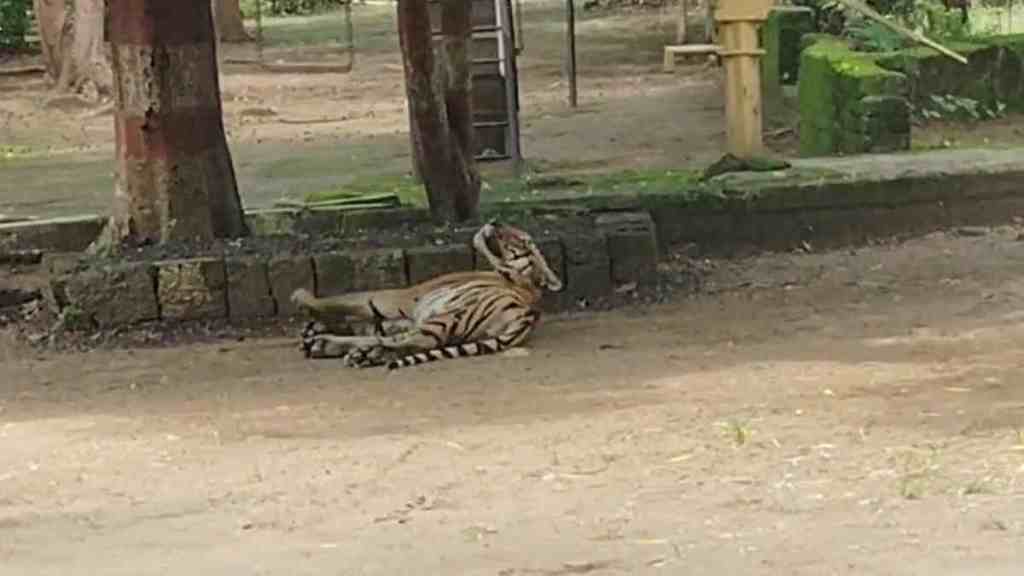 Tiger, Resort, tiger enters in resort, Pench Tiger Reserve, Tourists, Madhya Pradesh, Panic, Forest Department, Wildlife, Tiger, Resort, tiger enters in resort, Pench Tiger Reserve, Tourists, Madhya Pradesh, Panic, Forest Department, Wildlife,