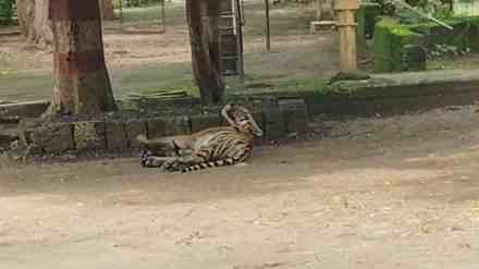 Tiger, Resort, tiger enters in resort, Pench Tiger Reserve, Tourists, Madhya Pradesh, Panic, Forest Department, Wildlife,