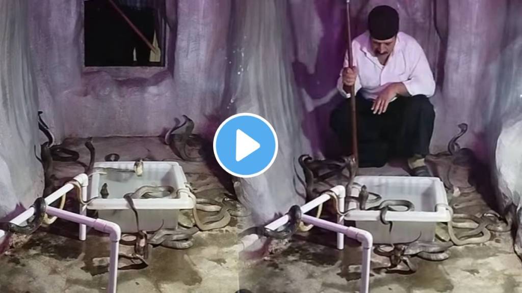 Viral Video Shows Man Locked In A Room Full Of Snakes