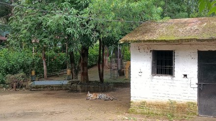 tiger, Pench, resort, Turia, Pench tiger, tiger, Pench, resort, Turia, Pench tiger,