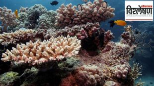 biggest coral reef australia bleaching
