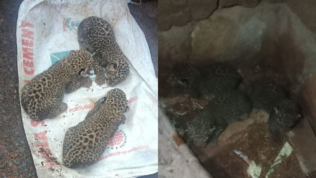 female leopard enters a trap for stray calves