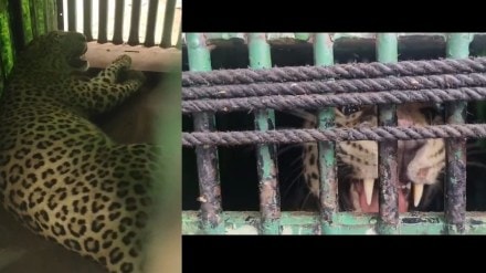 leopard Dhule city marathi news