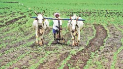 महिलांपाठोपाठ शेतकऱ्यांना खूश करण्याचा प्रयत्न, सव्वा कोटी लाभार्थींना महासन्मान योजनेचा चौथा हप्ता