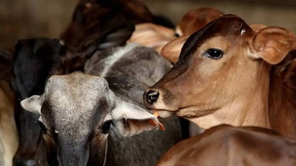 Vaccination in cattle