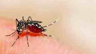 dengue cases Rise in nagpur| Nagpur Municipal Corporation | Chikungunya